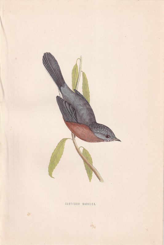 Dartford Warbler - original 1870 hand coloured antique bird print by Alexander Francis Lydon, engraved by Benjamin Fawcett