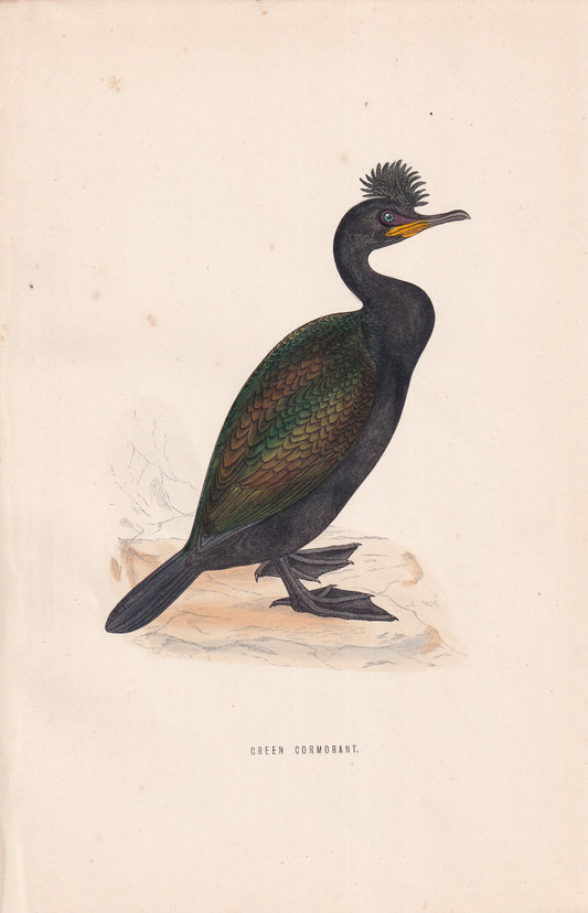 Green Cormorant - original 1870 hand coloured antique bird print by Alexander Francis Lydon, engraved by Benjamin Fawcett