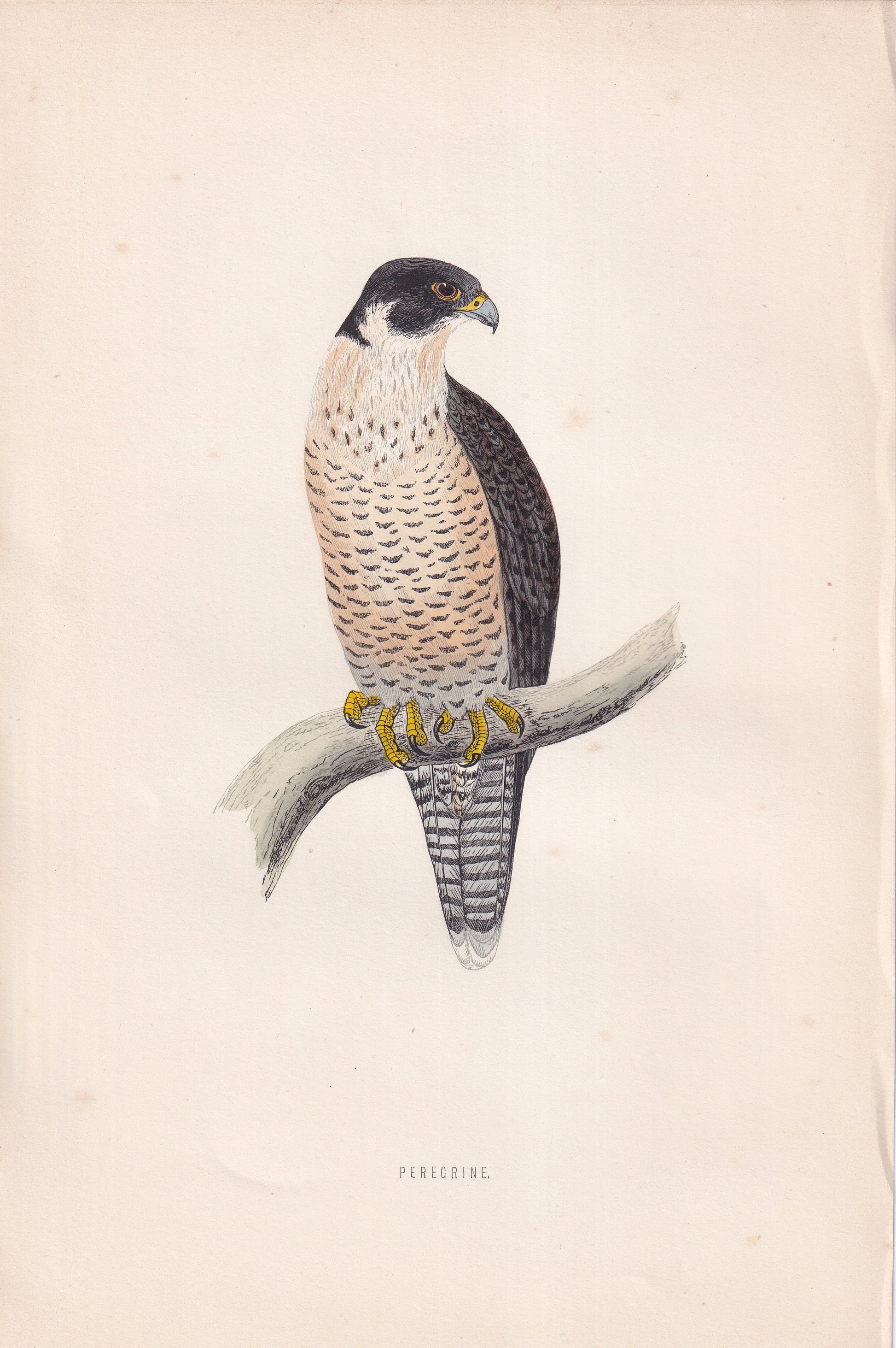 Peregrine - original 1870 hand coloured antique bird print by Alexander Francis Lydon, engraved by Benjamin Fawcett