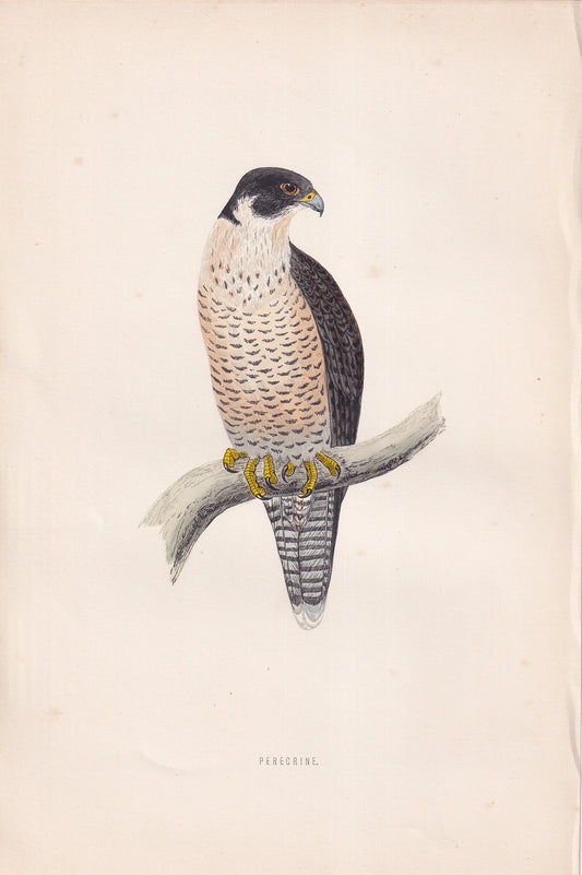 Peregrine - original 1870 hand coloured antique bird print by Alexander Francis Lydon, engraved by Benjamin Fawcett