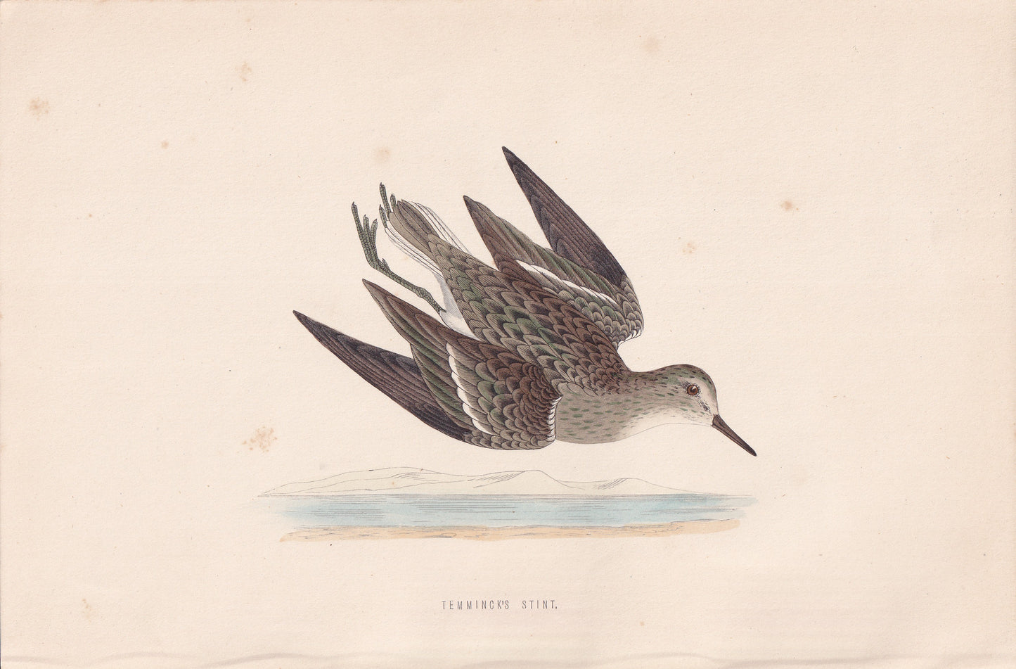 Temminck's Stint - original 1870 hand coloured antique bird print by Alexander Francis Lydon, engraved by Benjamin Fawcett