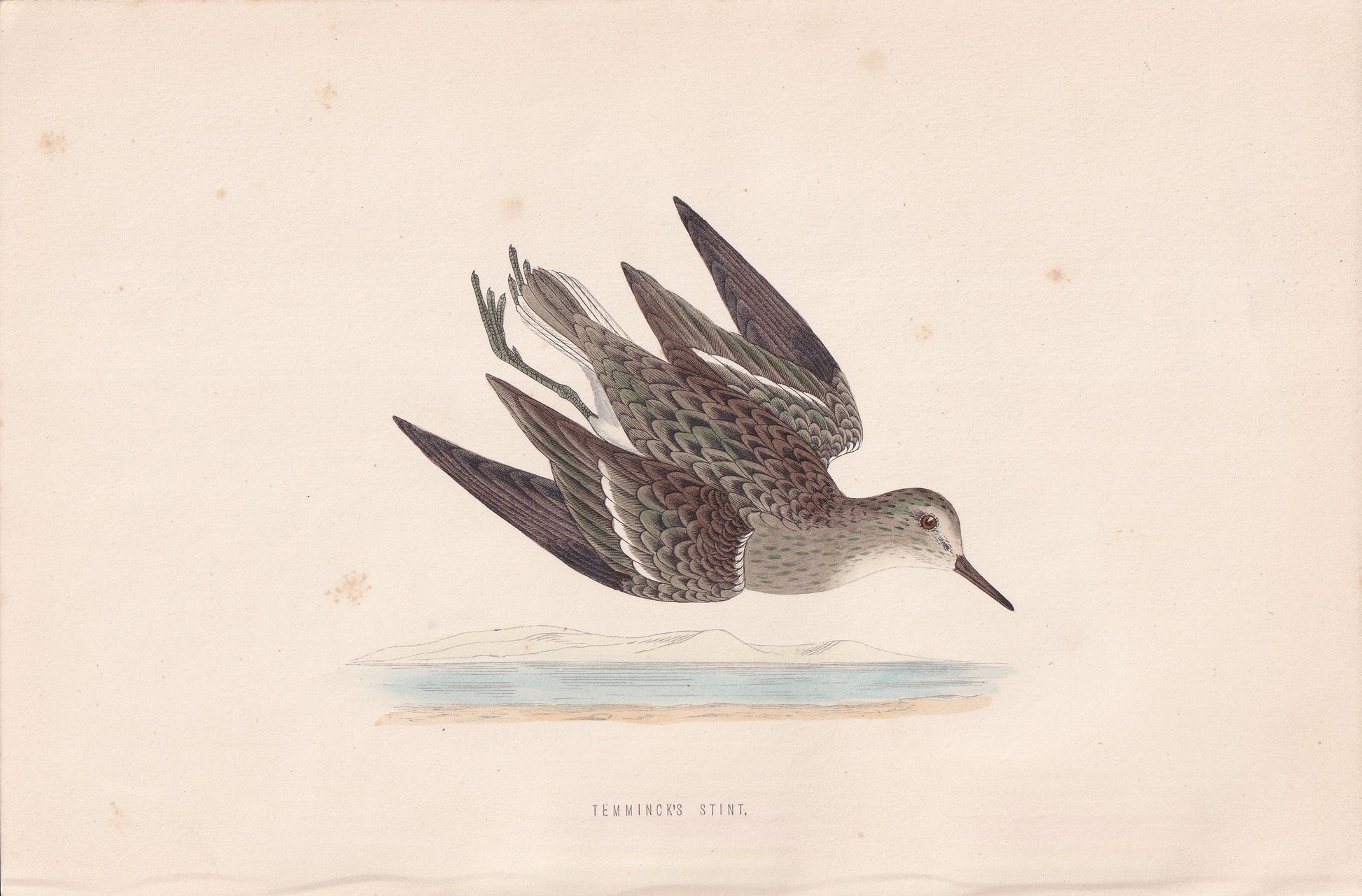 Temminck's Stint - original 1870 hand coloured antique bird print by Alexander Francis Lydon, engraved by Benjamin Fawcett