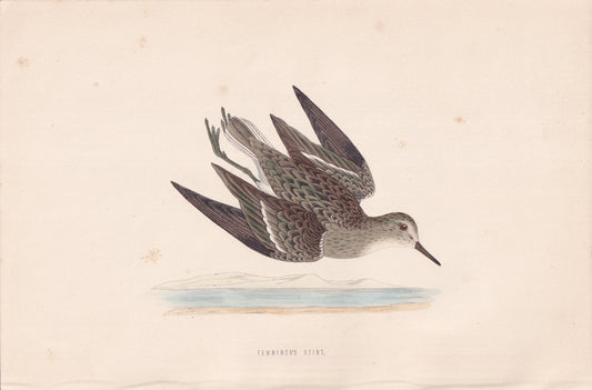 Temminck's Stint - original 1870 hand coloured antique bird print by Alexander Francis Lydon, engraved by Benjamin Fawcett