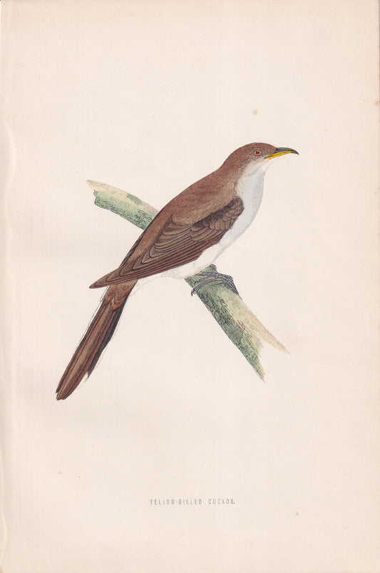 Yellow-billed Cuckoo - original 1870 hand coloured antique bird print by Alexander Francis Lydon, engraved by Benjamin Fawcett
