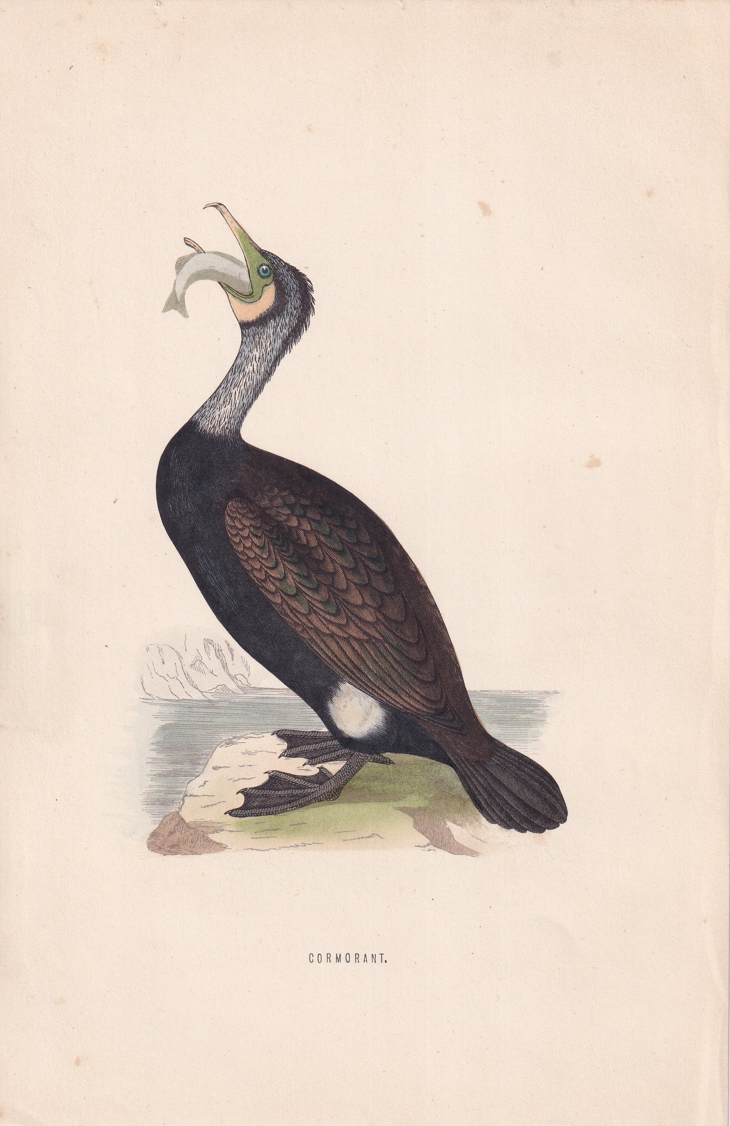 Cormorant - original 1870 hand coloured antique bird print by Alexander Francis Lydon, engraved by Benjamin Fawcett