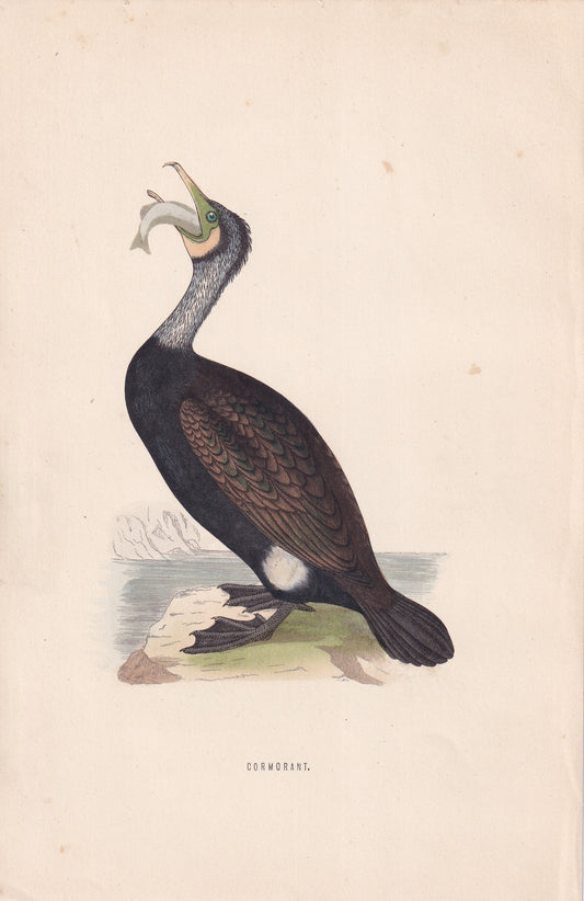 Cormorant - original 1870 hand coloured antique bird print by Alexander Francis Lydon, engraved by Benjamin Fawcett