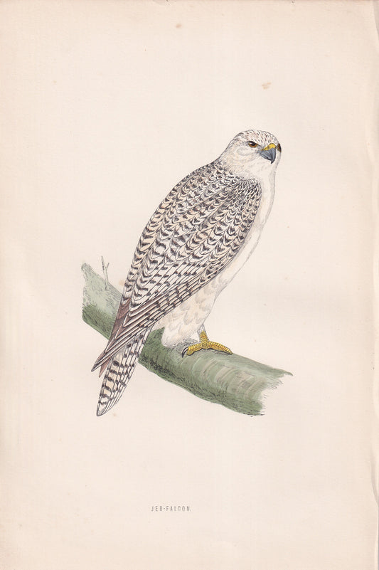 Jer-Falcon - original 1870 hand coloured antique bird print by Alexander Francis Lydon, engraved by Benjamin Fawcett