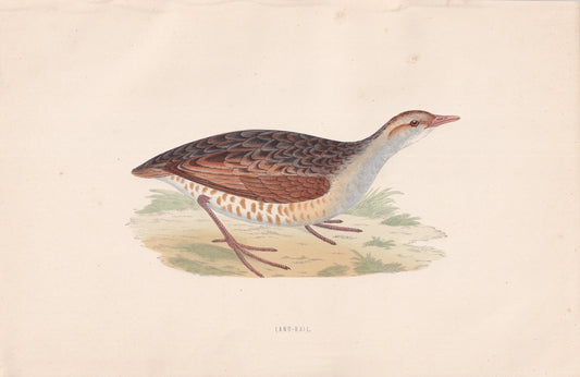 Land-Rail - original 1870 hand coloured antique bird print by Alexander Francis Lydon, engraved by Benjamin Fawcett