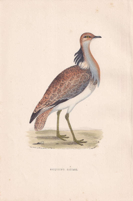 Macqueen's Bustard - original 1870 hand coloured antique bird print by Alexander Francis Lydon, engraved by Benjamin Fawcett