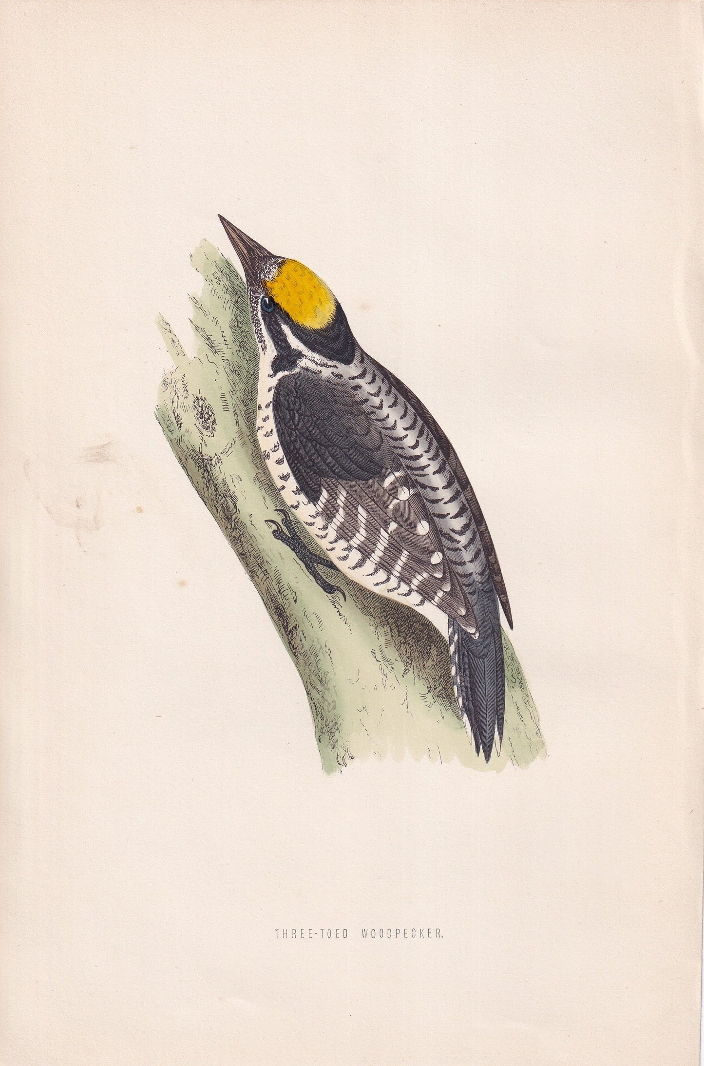 Three-toed Woodpecker - original 1870 hand coloured antique bird print by Alexander Francis Lydon, engraved by Benjamin Fawcett