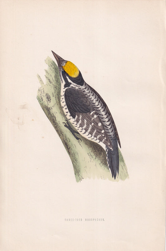 Three-toed Woodpecker - original 1870 hand coloured antique bird print by Alexander Francis Lydon, engraved by Benjamin Fawcett
