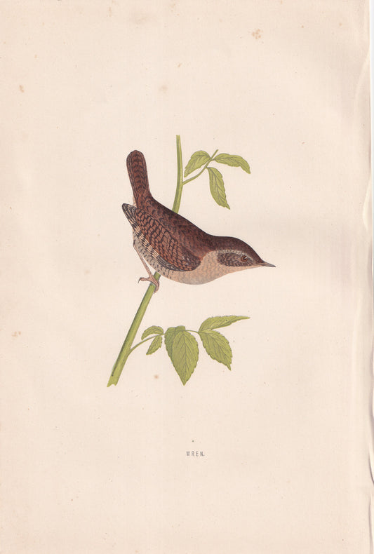 Wren - original 1870 hand coloured antique bird print by Alexander Francis Lydon, engraved by Benjamin Fawcett