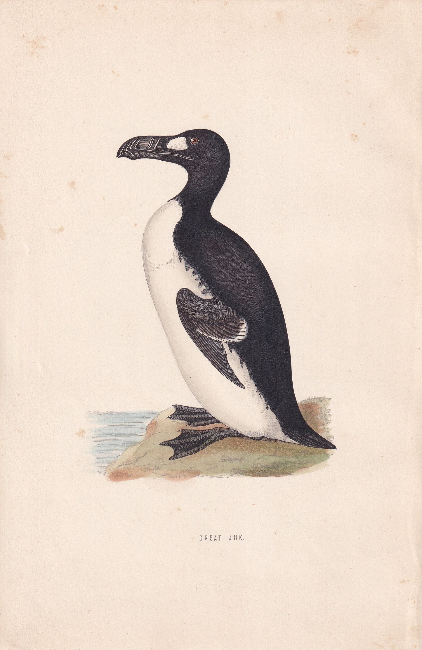 Great Auk - original 1870 hand coloured antique bird print by Alexander Francis Lydon, engraved by Benjamin Fawcett