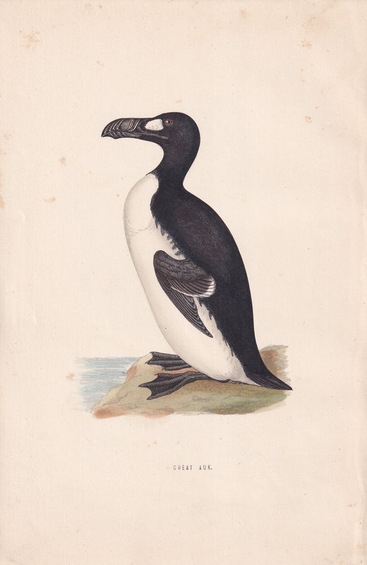 Great Auk - original 1870 hand coloured antique bird print by Alexander Francis Lydon, engraved by Benjamin Fawcett
