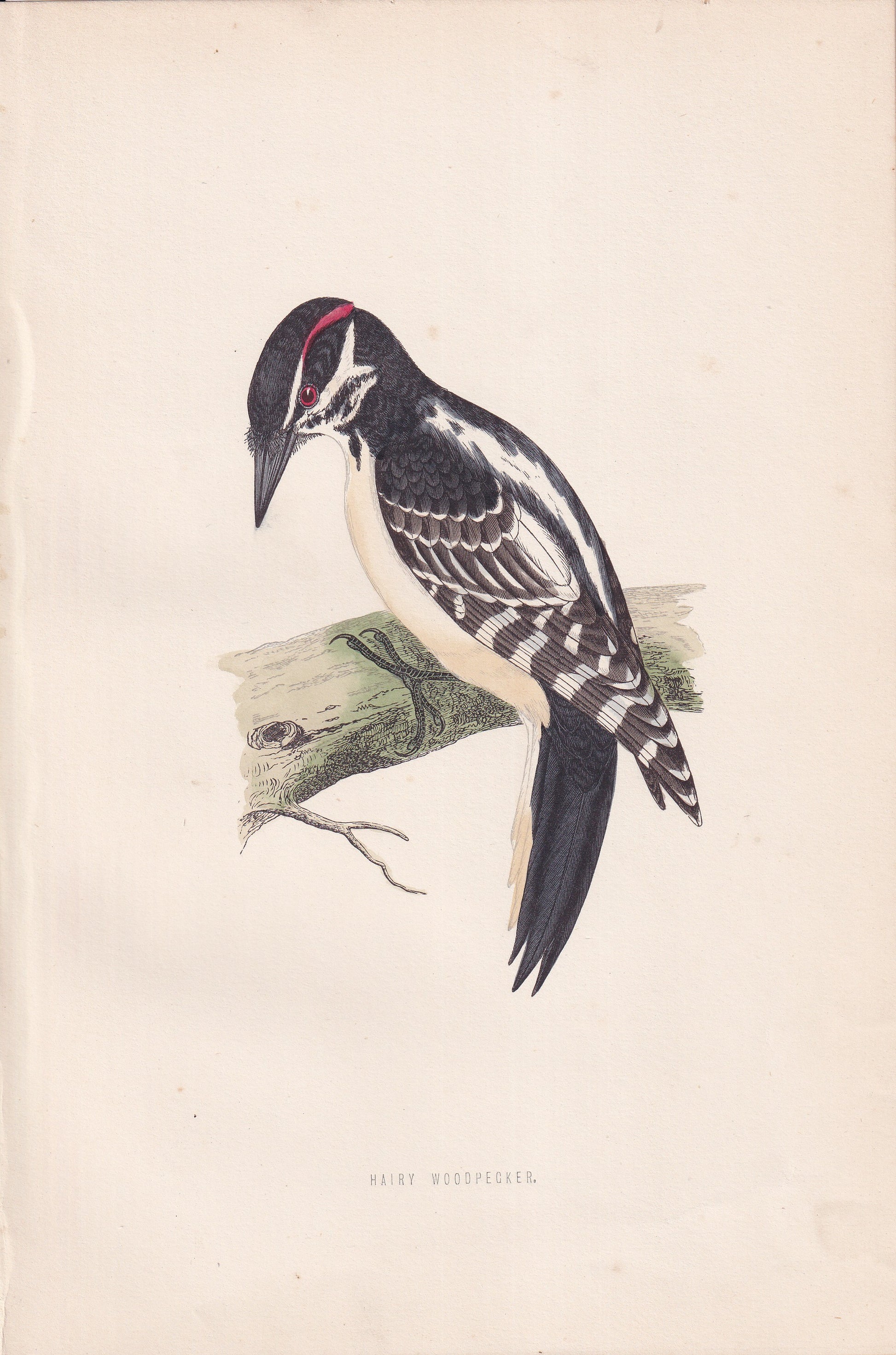 Hairy Woodpecker - original 1870 hand coloured antique bird print by Alexander Francis Lydon, engraved by Benjamin Fawcett