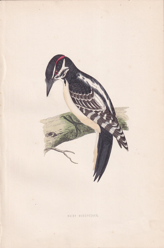 Hairy Woodpecker - original 1870 hand coloured antique bird print by Alexander Francis Lydon, engraved by Benjamin Fawcett