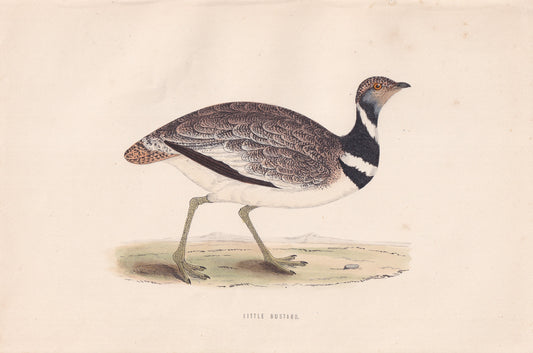 Little Bustard - original 1870 hand coloured antique bird print by Alexander Francis Lydon, engraved by Benjamin Fawcett