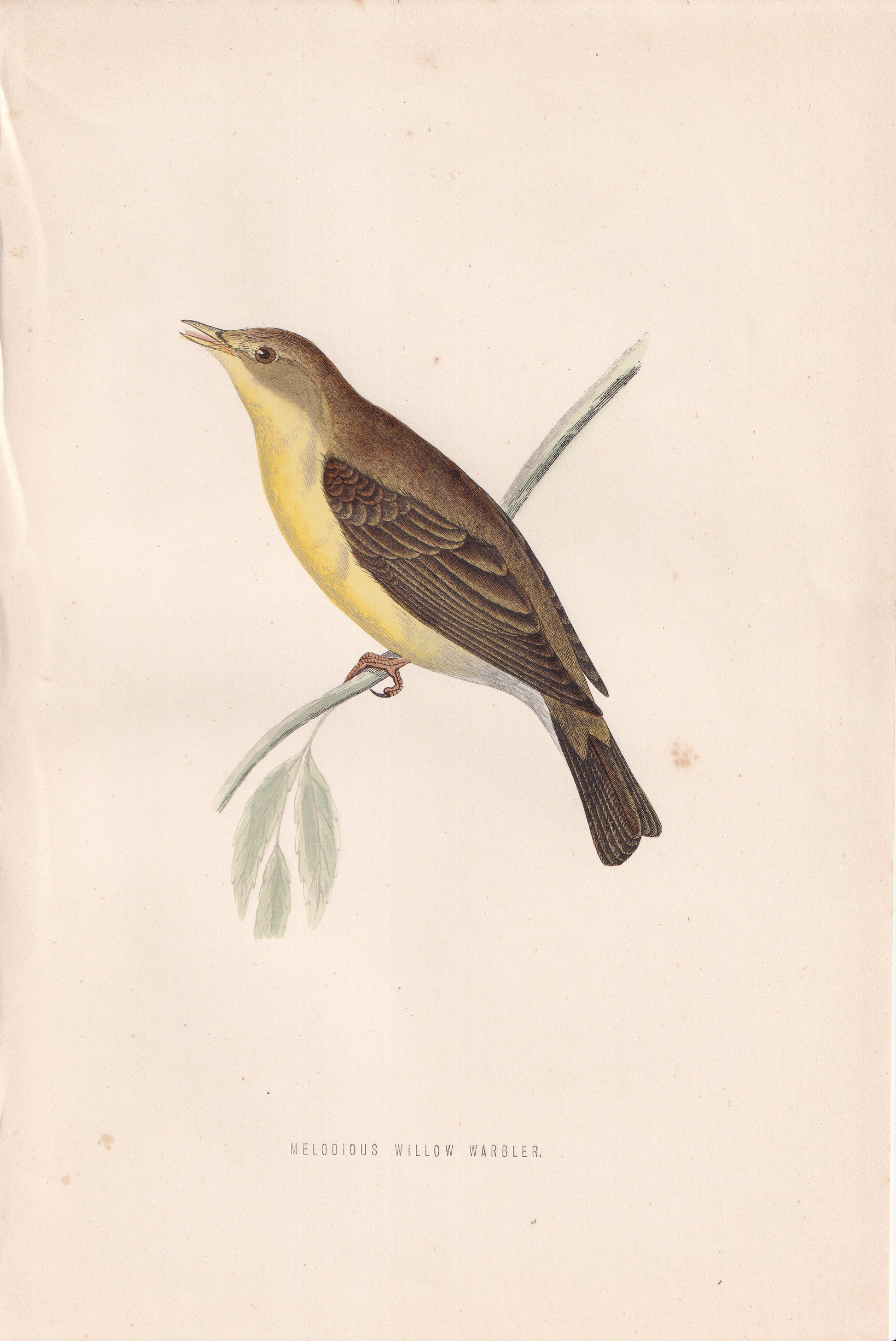 Melodious Willow Warbler - original 1870 hand coloured antique bird print by Alexander Francis Lydon, engraved by Benjamin Fawcett