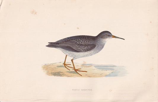 Purple Sandpiper - original 1870 hand coloured antique bird print by Alexander Francis Lydon, engraved by Benjamin Fawcett