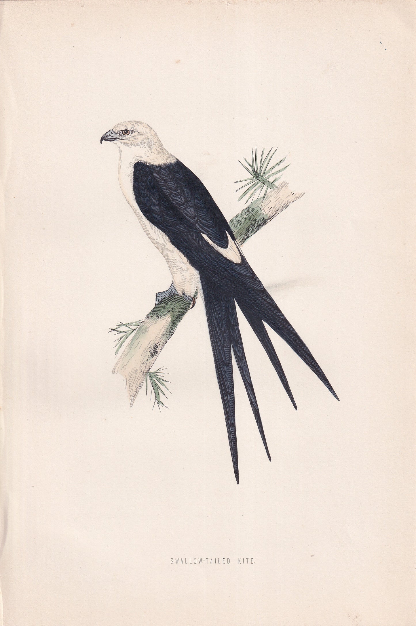 Swallow-tailed Kite - original 1870 hand coloured antique bird print by Alexander Francis Lydon, engraved by Benjamin Fawcett