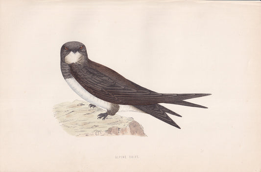 Alpine Swift - original 1870 hand coloured antique bird print by Alexander Francis Lydon, engraved by Benjamin Fawcett