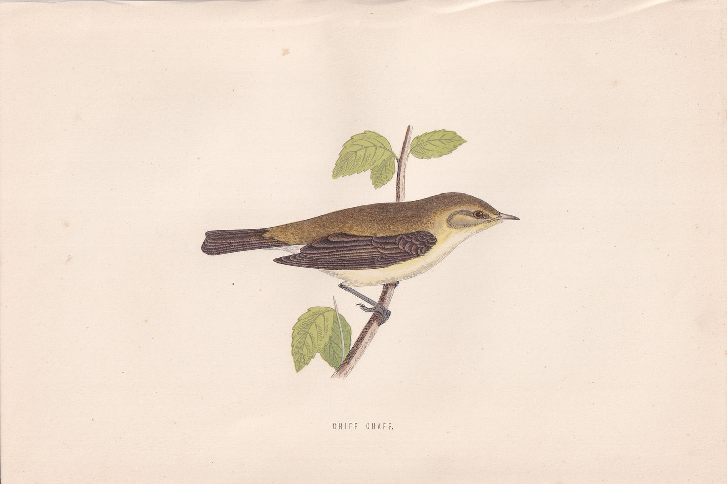 Chiff Chaff - original 1870 hand coloured antique bird print by Alexander Francis Lydon, engraved by Benjamin Fawcett