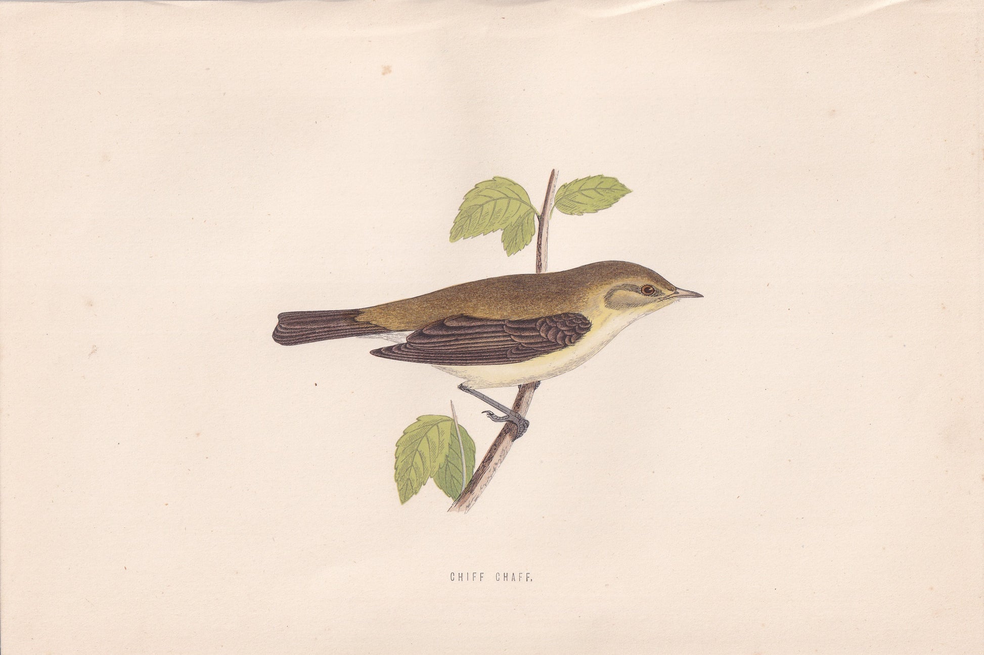 Chiff Chaff - original 1870 hand coloured antique bird print by Alexander Francis Lydon, engraved by Benjamin Fawcett