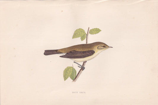 Chiff Chaff - original 1870 hand coloured antique bird print by Alexander Francis Lydon, engraved by Benjamin Fawcett