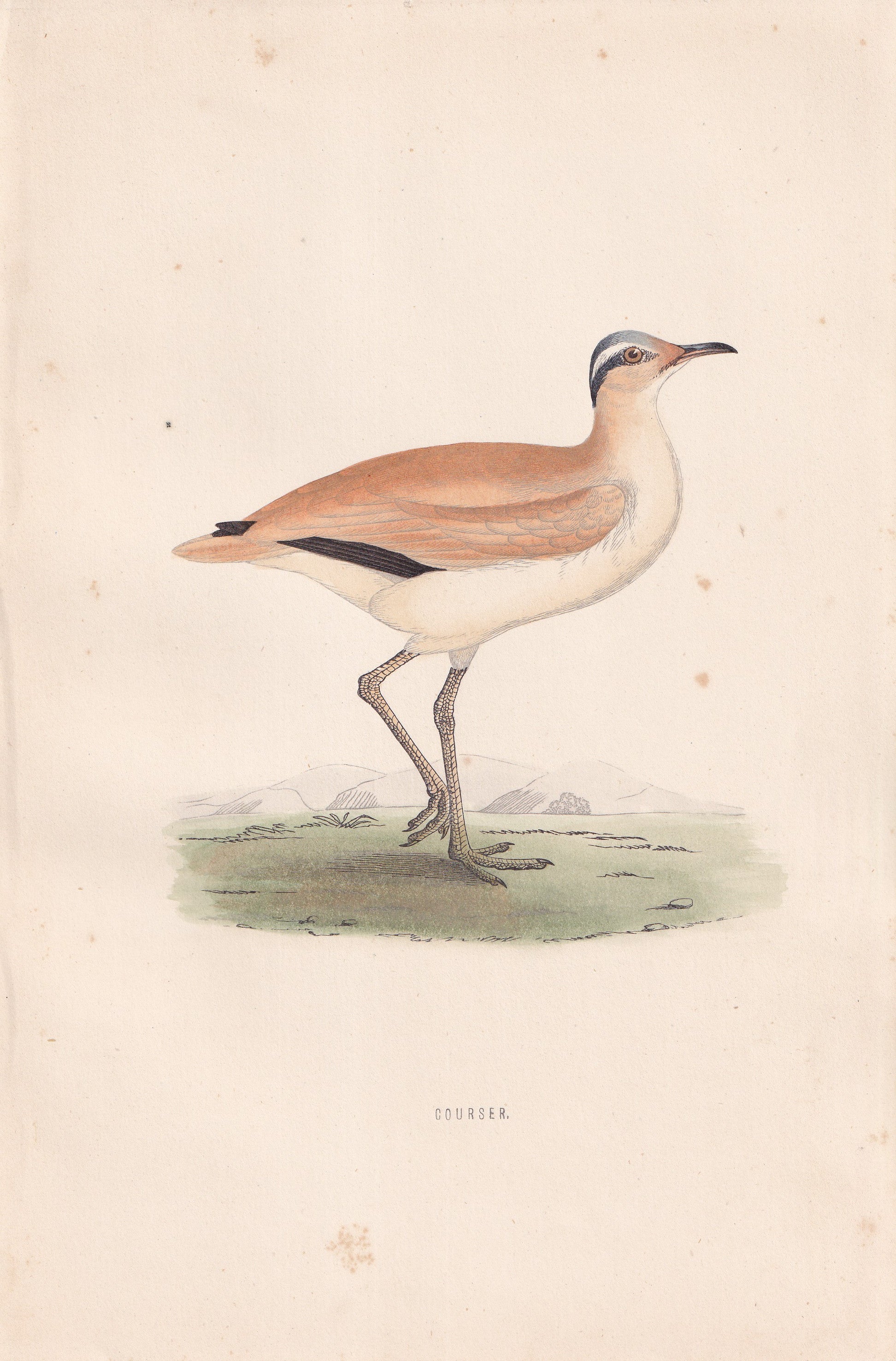 Courser - original 1870 hand coloured antique bird print by Alexander Francis Lydon, engraved by Benjamin Fawcett