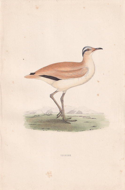Courser - original 1870 hand coloured antique bird print by Alexander Francis Lydon, engraved by Benjamin Fawcett
