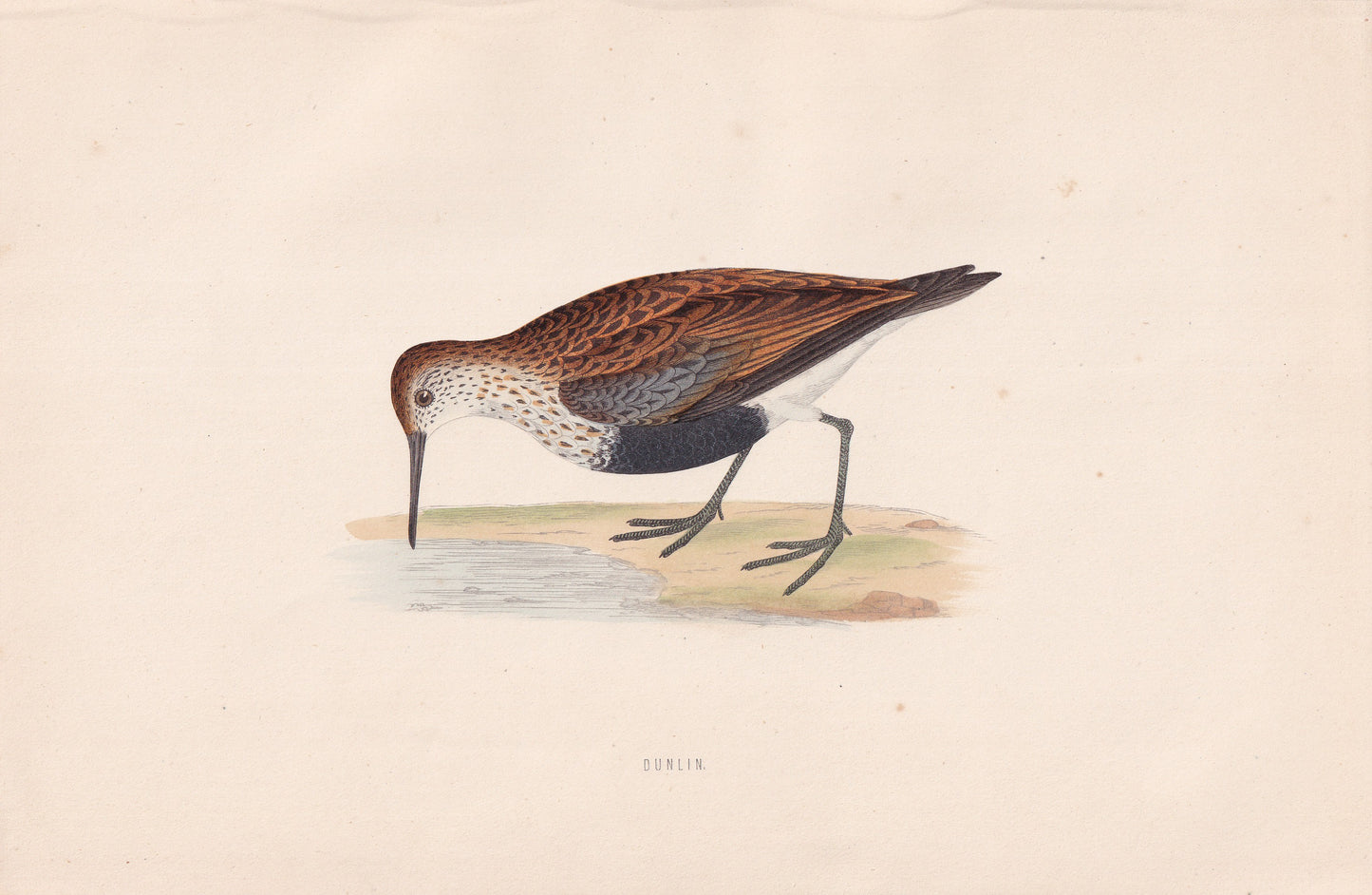 Dunlin - original 1870 hand coloured antique bird print by Alexander Francis Lydon, engraved by Benjamin Fawcett