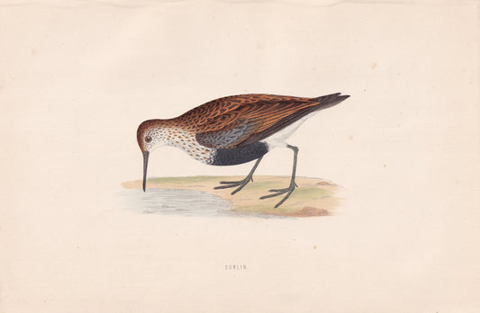Dunlin - original 1870 hand coloured antique bird print by Alexander Francis Lydon, engraved by Benjamin Fawcett