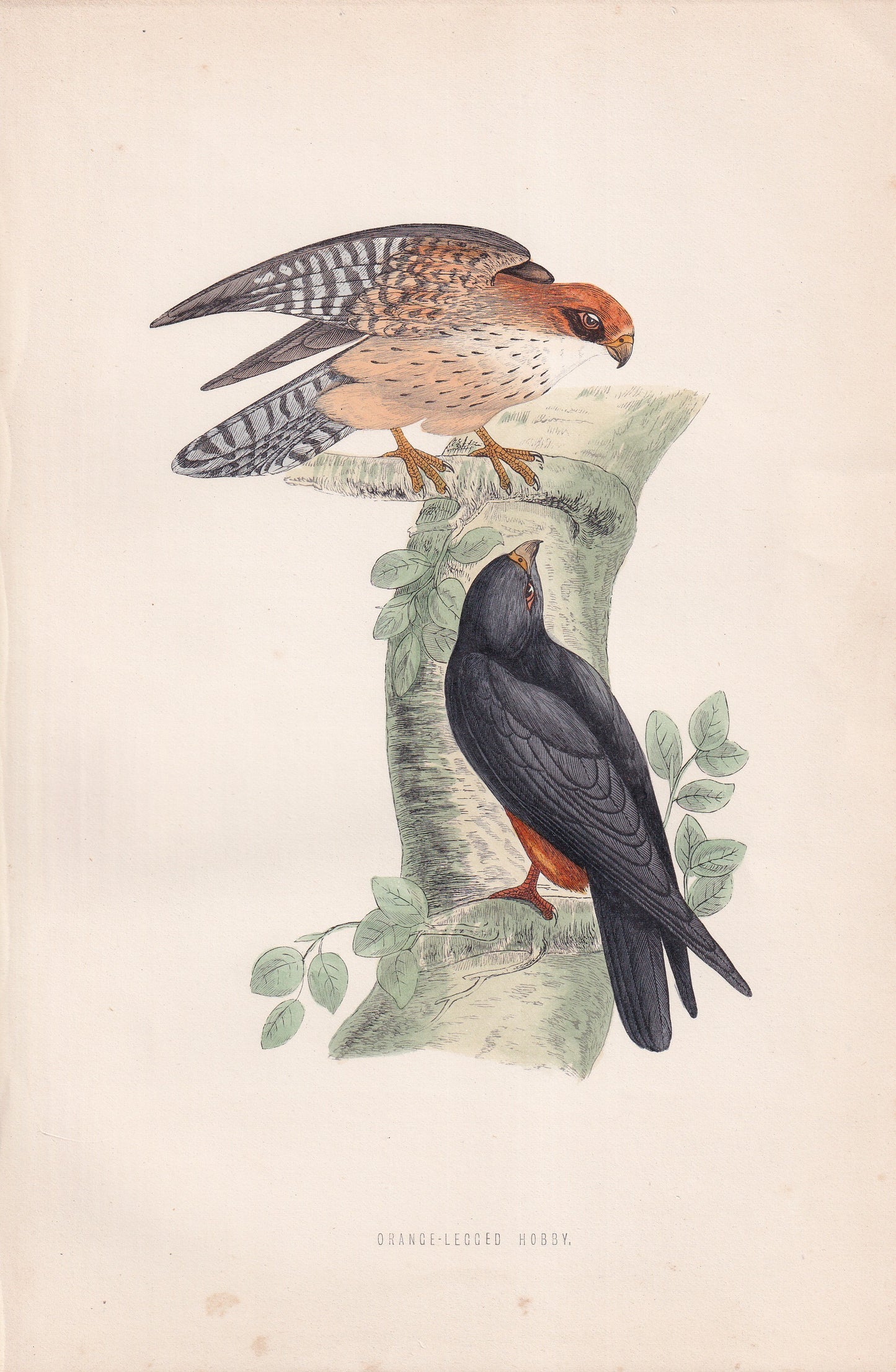 Orange-legged Hobby - original 1870 hand coloured antique bird print by Alexander Francis Lydon, engraved by Benjamin Fawcett
