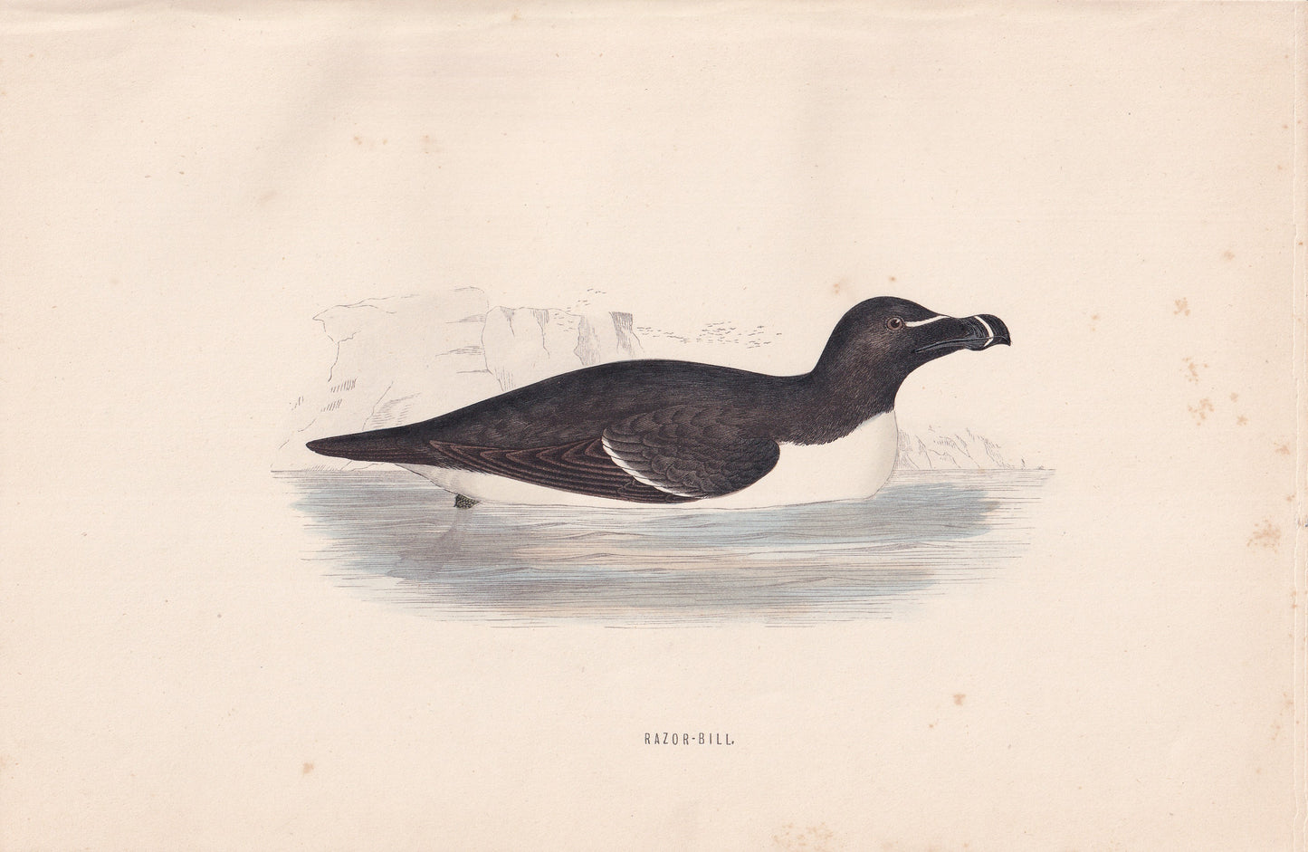 Razor-Bill - original 1870 hand coloured antique bird print by Alexander Francis Lydon, engraved by Benjamin Fawcett