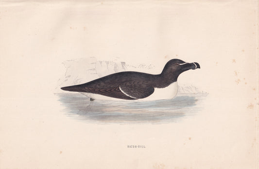 Razor-Bill - original 1870 hand coloured antique bird print by Alexander Francis Lydon, engraved by Benjamin Fawcett