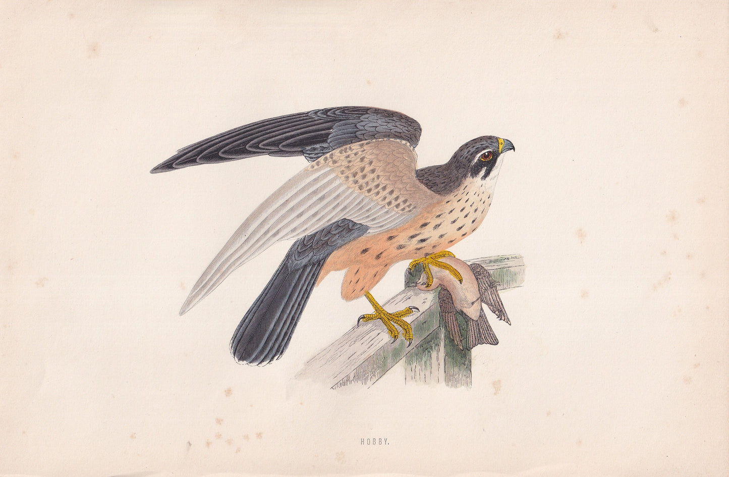 Hobby - original 1870 hand coloured antique bird print by Alexander Francis Lydon, engraved by Benjamin Fawcett