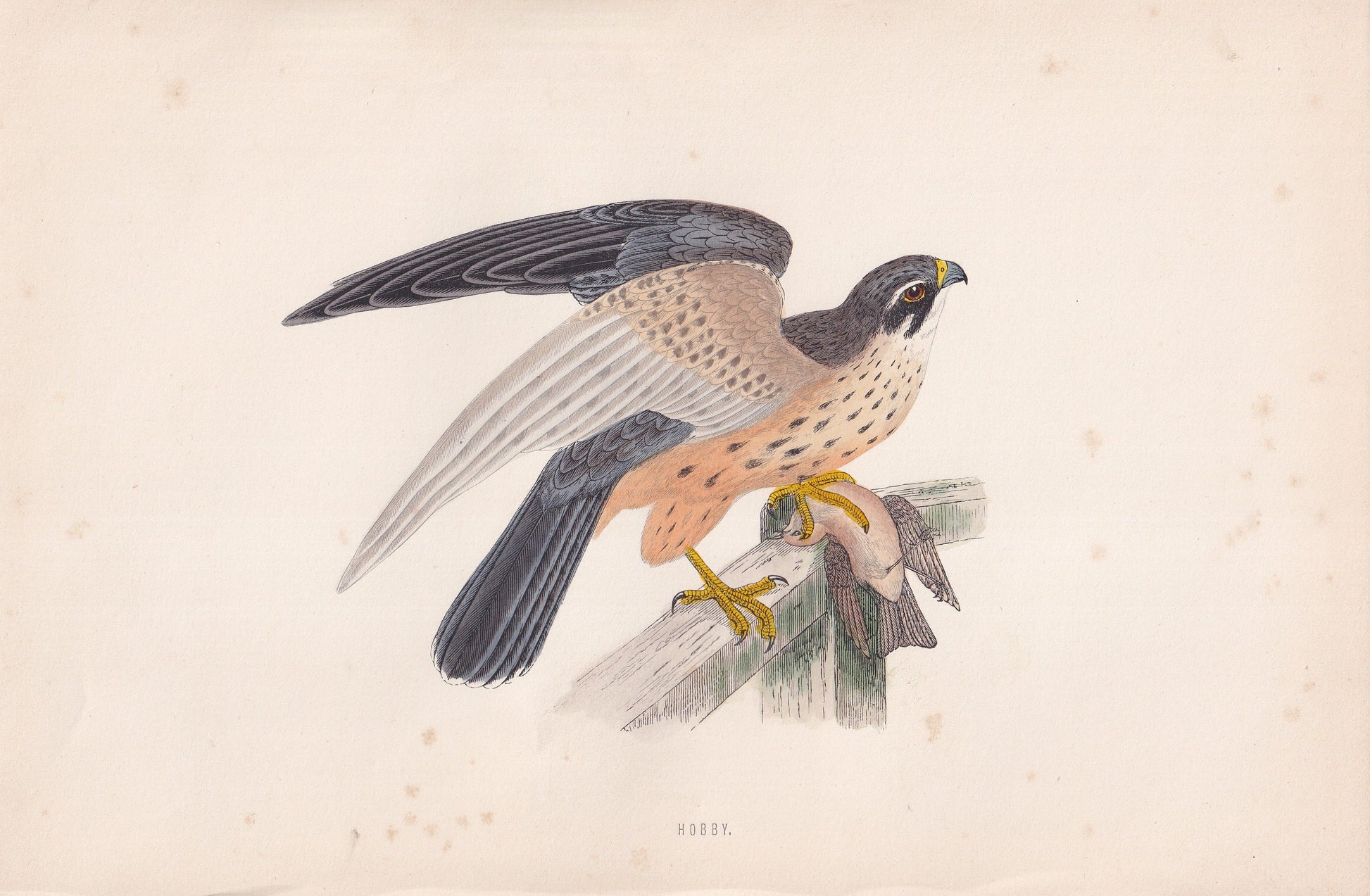 Hobby - original 1870 hand coloured antique bird print by Alexander Francis Lydon, engraved by Benjamin Fawcett
