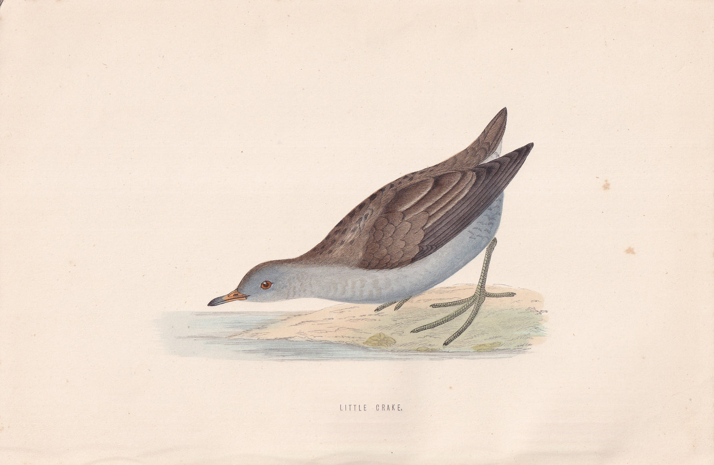 Little Crake - original 1870 hand coloured antique bird print by Alexander Francis Lydon, engraved by Benjamin Fawcett