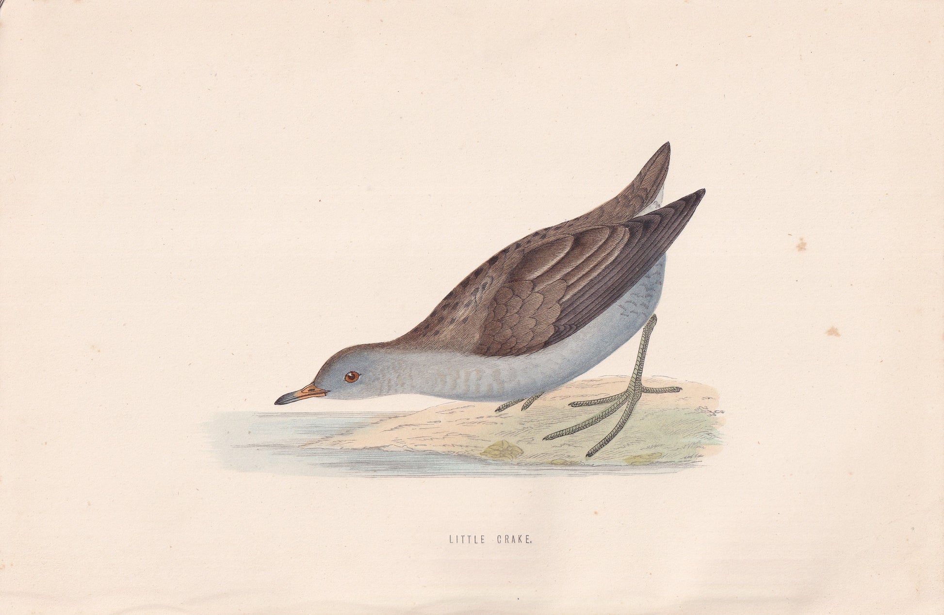Little Crake - original 1870 hand coloured antique bird print by Alexander Francis Lydon, engraved by Benjamin Fawcett