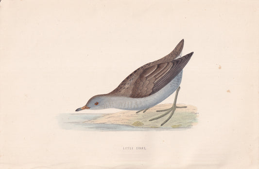 Little Crake - original 1870 hand coloured antique bird print by Alexander Francis Lydon, engraved by Benjamin Fawcett