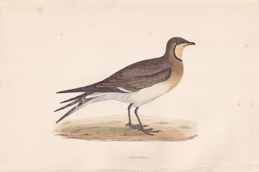 Pratincole - original 1870 hand coloured antique bird print by Alexander Francis Lydon, engraved by Benjamin Fawcett