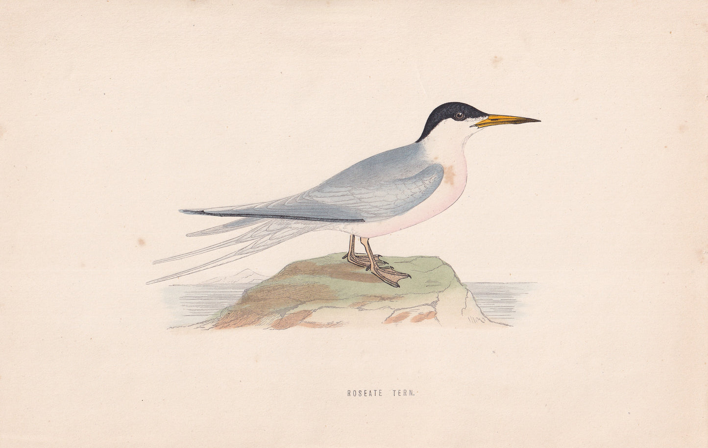 Roseate Tern - original 1870 hand coloured antique bird print by Alexander Francis Lydon, engraved by Benjamin Fawcett