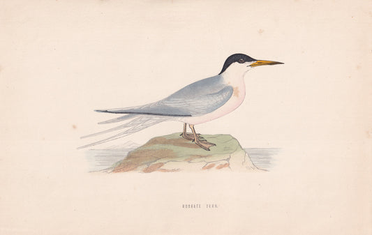 Roseate Tern - original 1870 hand coloured antique bird print by Alexander Francis Lydon, engraved by Benjamin Fawcett
