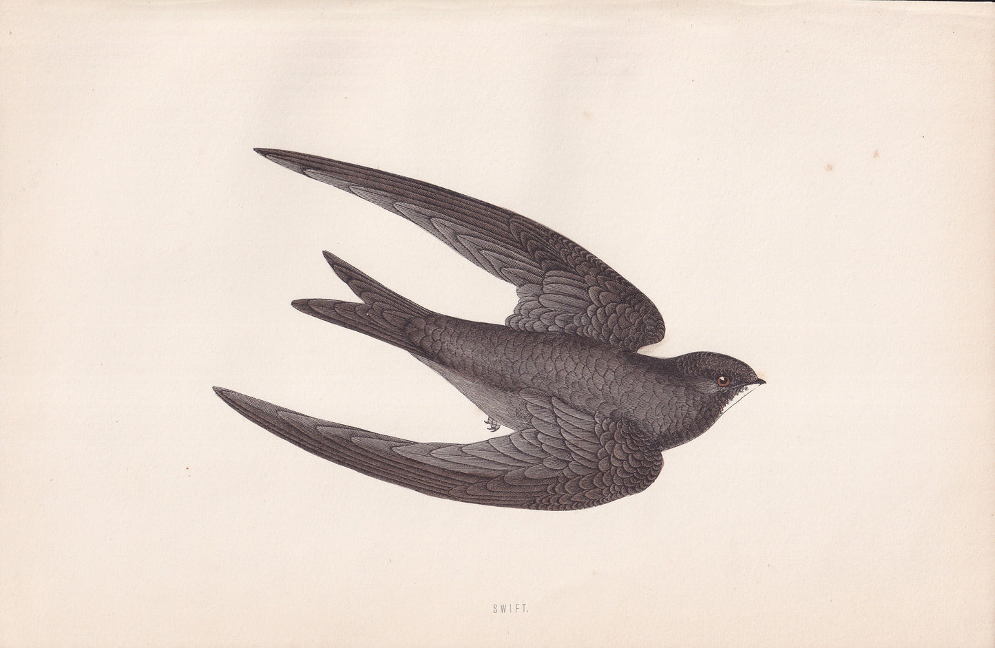 Swift - original 1870 hand coloured antique bird print by Alexander Francis Lydon, engraved by Benjamin Fawcett