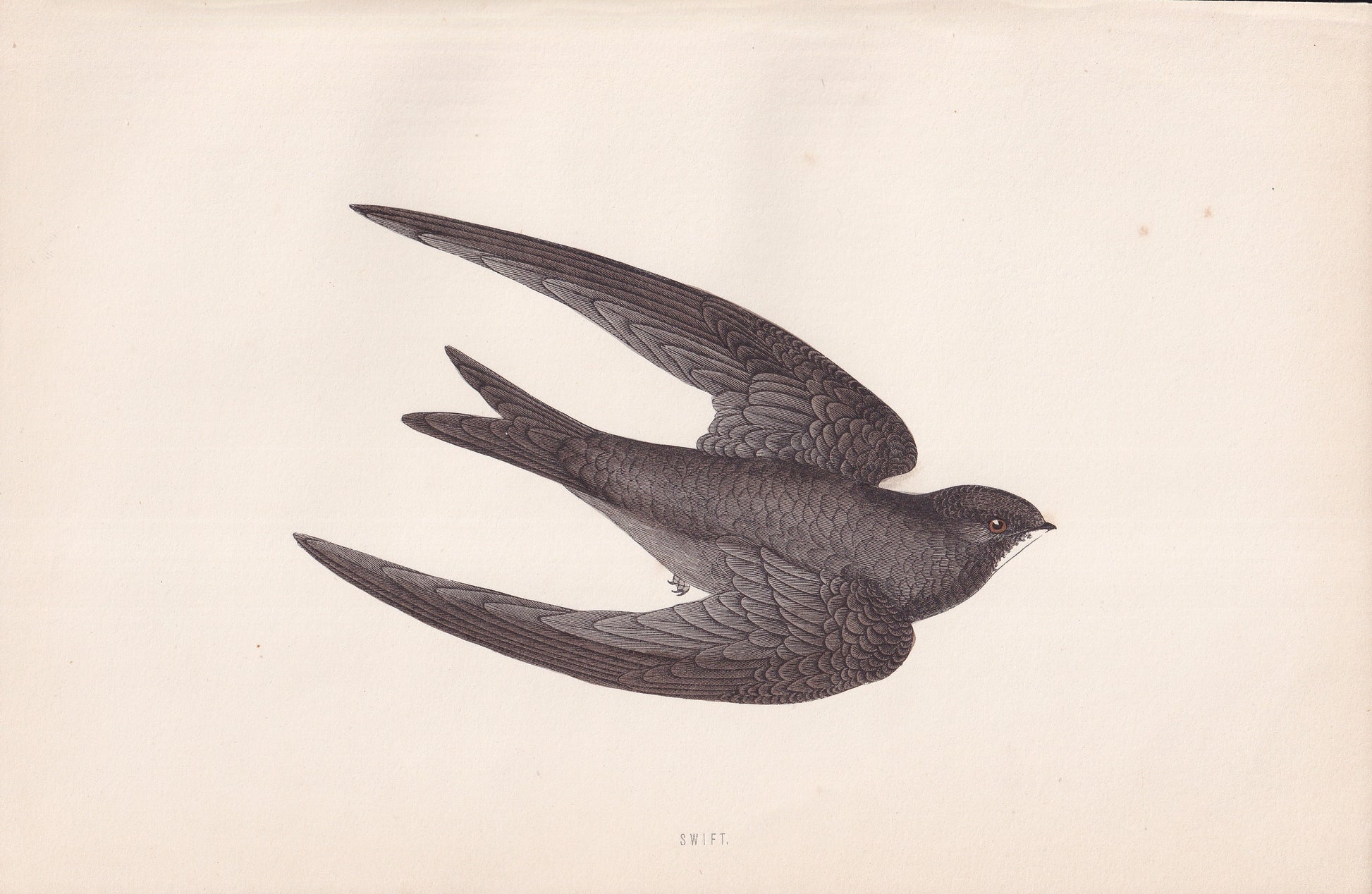 Swift - original 1870 hand coloured antique bird print by Alexander Francis Lydon, engraved by Benjamin Fawcett