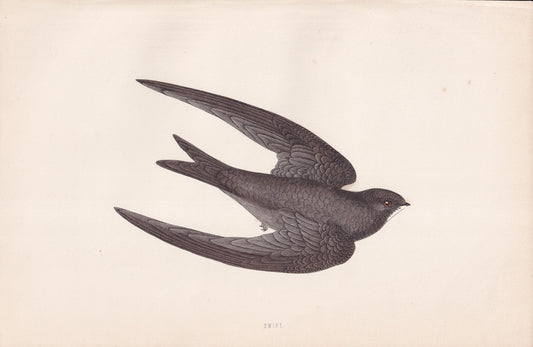 Swift - original 1870 hand coloured antique bird print by Alexander Francis Lydon, engraved by Benjamin Fawcett