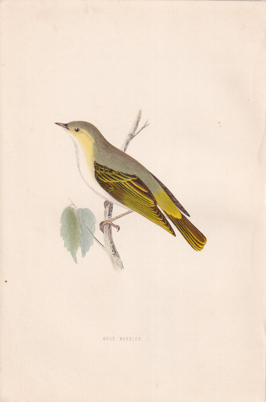 Wood Warbler - original 1870 hand coloured antique bird print by Alexander Francis Lydon, engraved by Benjamin Fawcett