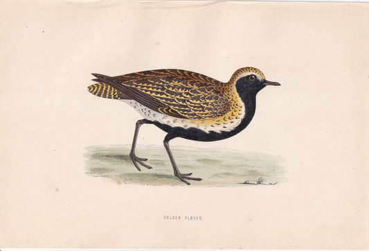 Golden Plover - original 1870 hand coloured antique bird print by Alexander Francis Lydon, engraved by Benjamin Fawcett