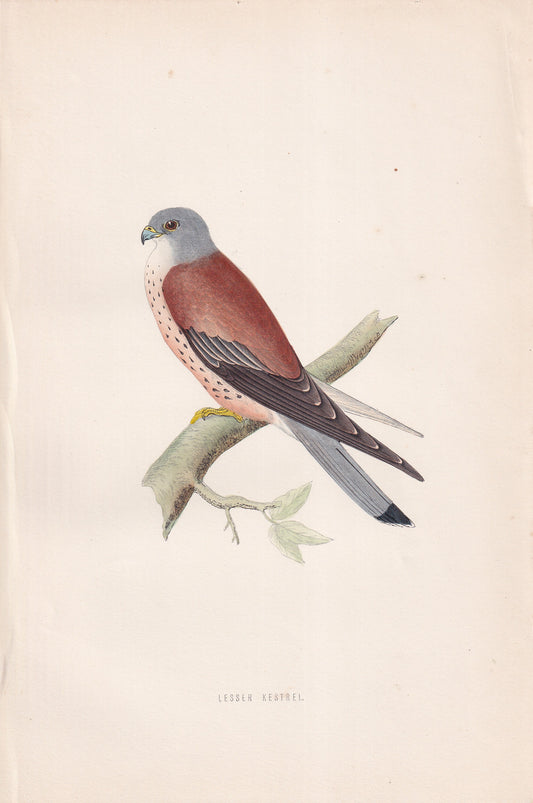 Lesser Kestrel - original 1870 hand coloured antique bird print by Alexander Francis Lydon, engraved by Benjamin Fawcett