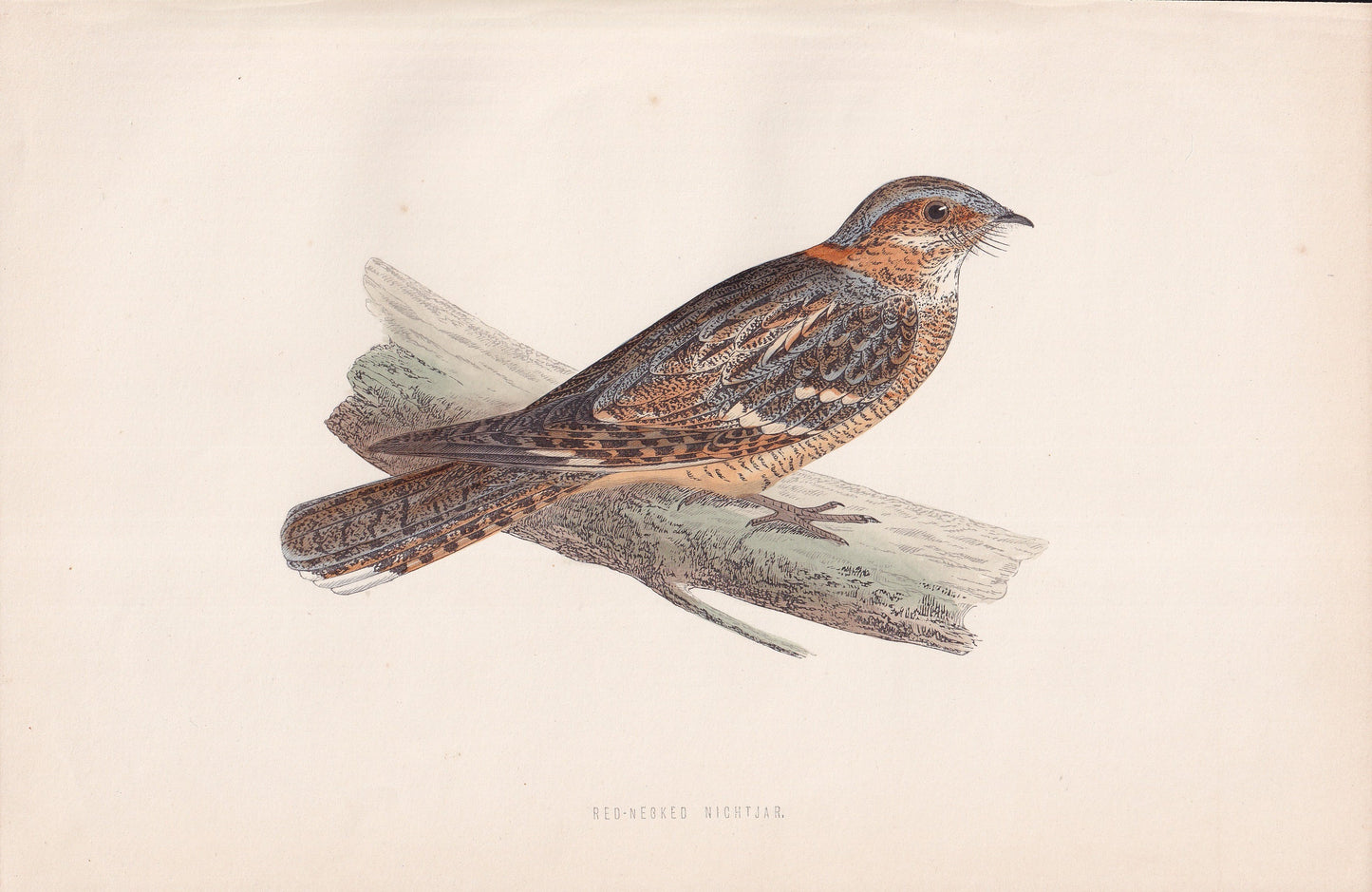 Red-necked Nightjar - original 1870 hand coloured antique bird print by Alexander Francis Lydon, engraved by Benjamin Fawcett